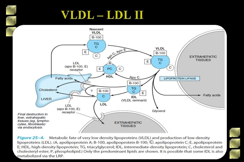 VLDL – LDL II 