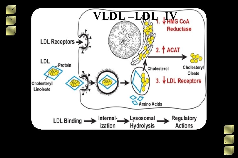 VLDL –LDL IV 