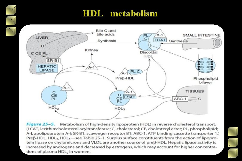 HDL metabolism 