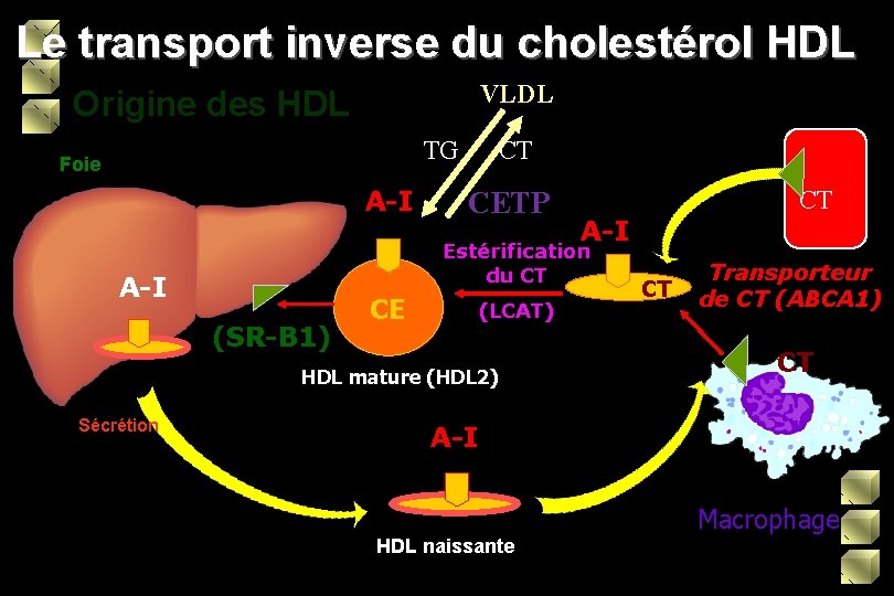 Le transport inverse du cholestérol HDL VLDL Origine des HDL TG Foie A-I CT