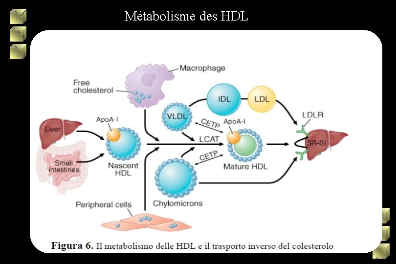 Métabolisme des HDL 