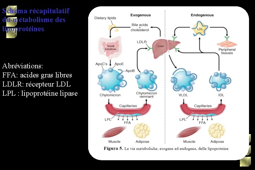 Schéma récapitulatif du métabolisme des lipoprotéines Abréviations: FFA: acides gras libres LDLR: récepteur LDL