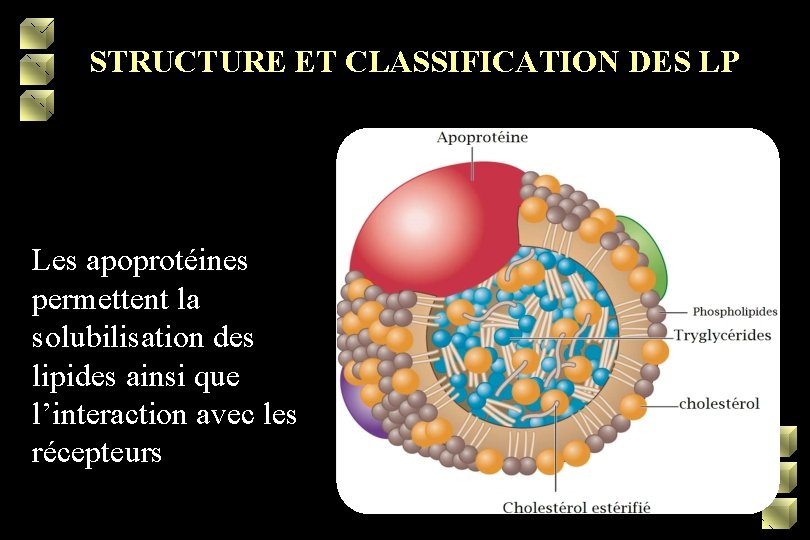STRUCTURE ET CLASSIFICATION DES LP Les apoprotéines permettent la solubilisation des lipides ainsi que