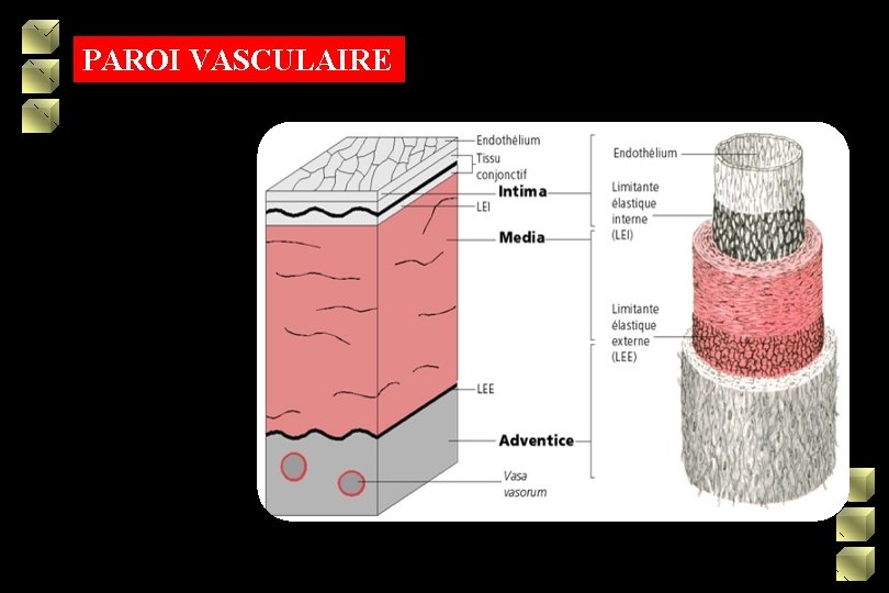 PAROI VASCULAIRE 