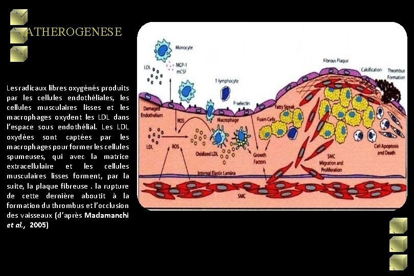 ATHEROGENESE Les radicaux libres oxygénés produits par les cellules endothéliales, les cellules musculaires lisses