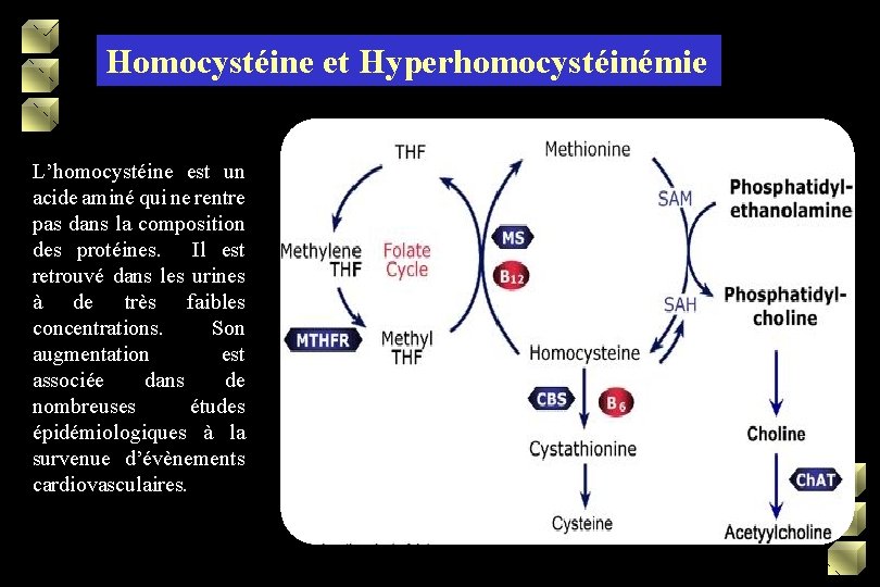 Homocystéine et Hyperhomocystéinémie L’homocystéine est un acide aminé qui ne rentre pas dans la