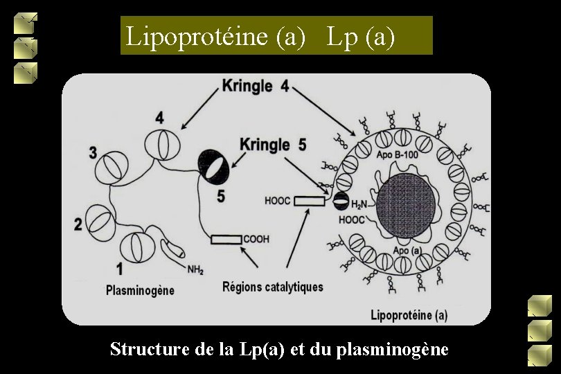 Lipoprotéine (a) Lp (a) Structure de la Lp(a) et du plasminogène 