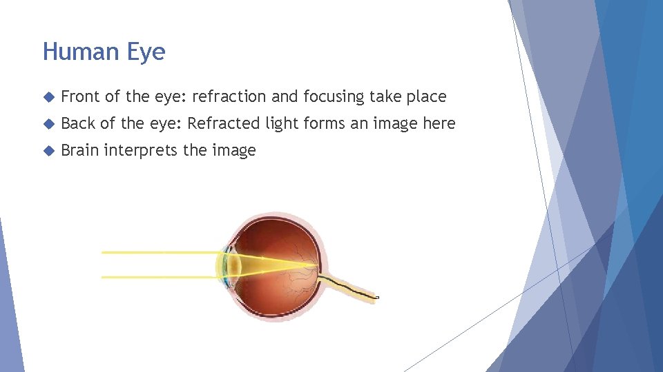 Human Eye Front of the eye: refraction and focusing take place Back of the