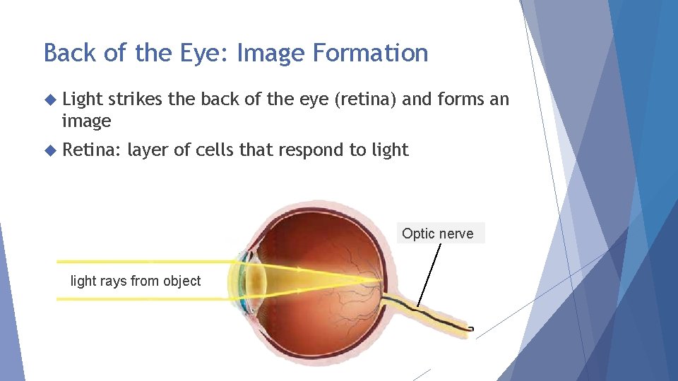 Back of the Eye: Image Formation Light strikes the back of the eye (retina)