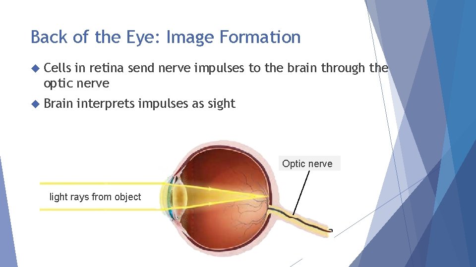 Back of the Eye: Image Formation Cells in retina send nerve impulses to the