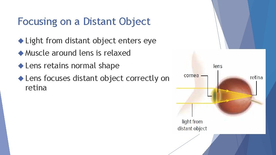 Focusing on a Distant Object Light from distant object enters eye Muscle Lens around
