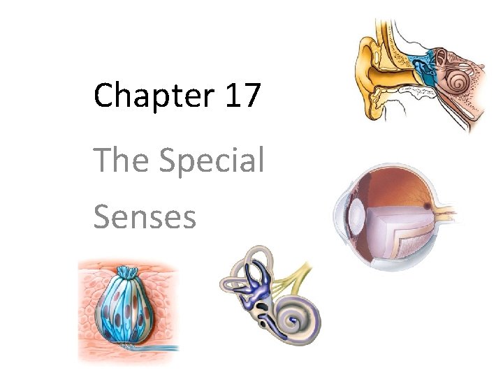 Chapter 17 The Special Senses 