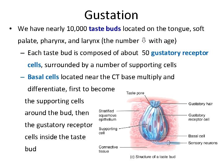 Gustation • We have nearly 10, 000 taste buds located on the tongue, soft