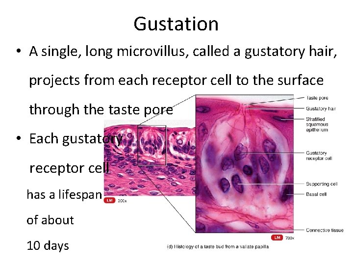 Gustation • A single, long microvillus, called a gustatory hair, projects from each receptor