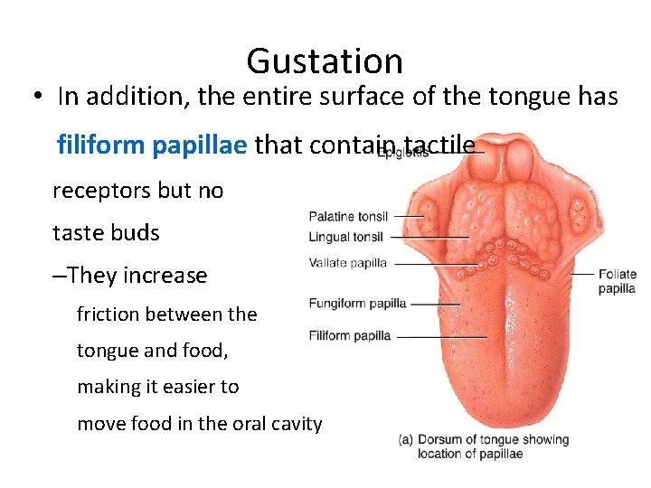 Gustation • In addition, the entire surface of the tongue has filiform papillae that