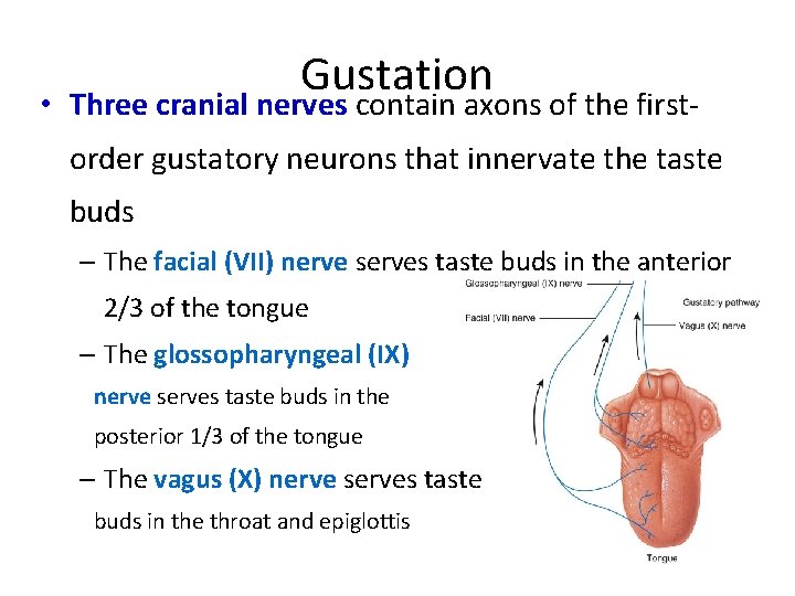 Gustation • Three cranial nerves contain axons of the firstorder gustatory neurons that innervate