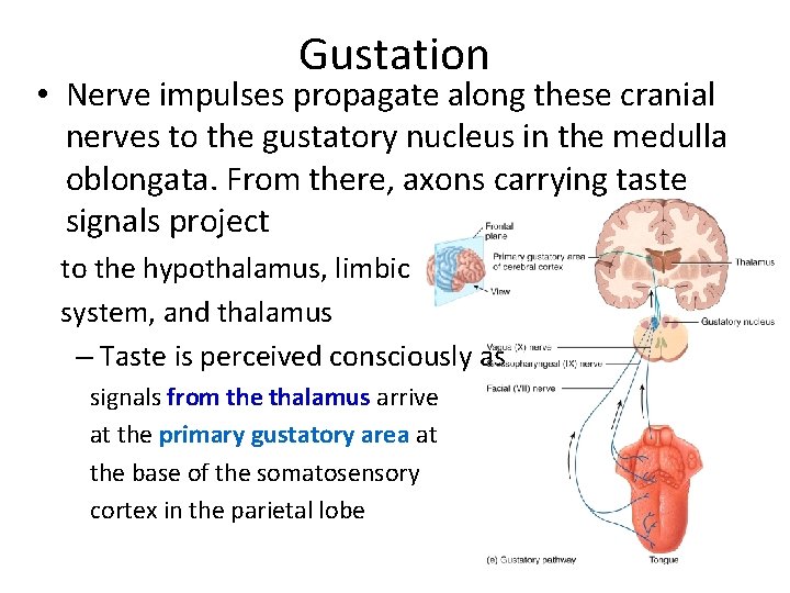 Gustation • Nerve impulses propagate along these cranial nerves to the gustatory nucleus in