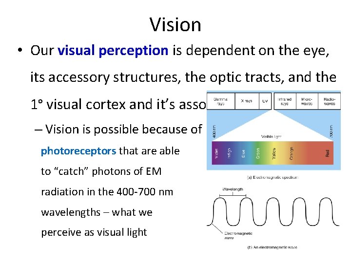 Vision • Our visual perception is dependent on the eye, its accessory structures, the