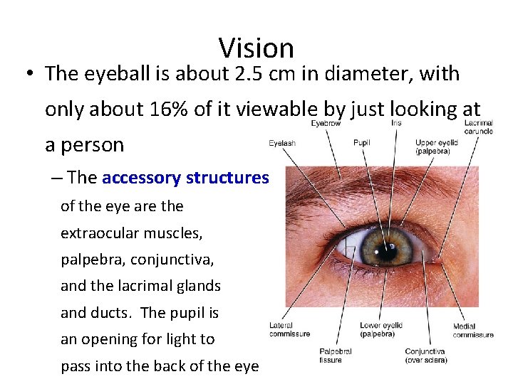 Vision • The eyeball is about 2. 5 cm in diameter, with only about