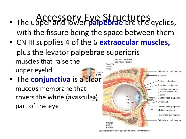  • Accessory Eye Structures The upper and lower palpebrae are the eyelids, with