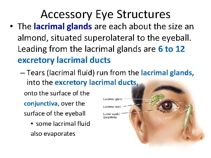 Accessory Eye Structures • The lacrimal glands are each about the size an almond,