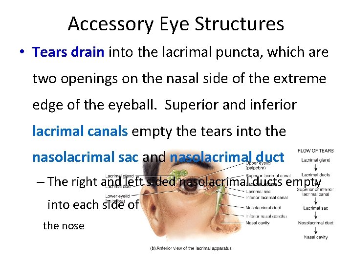 Accessory Eye Structures • Tears drain into the lacrimal puncta, which are two openings