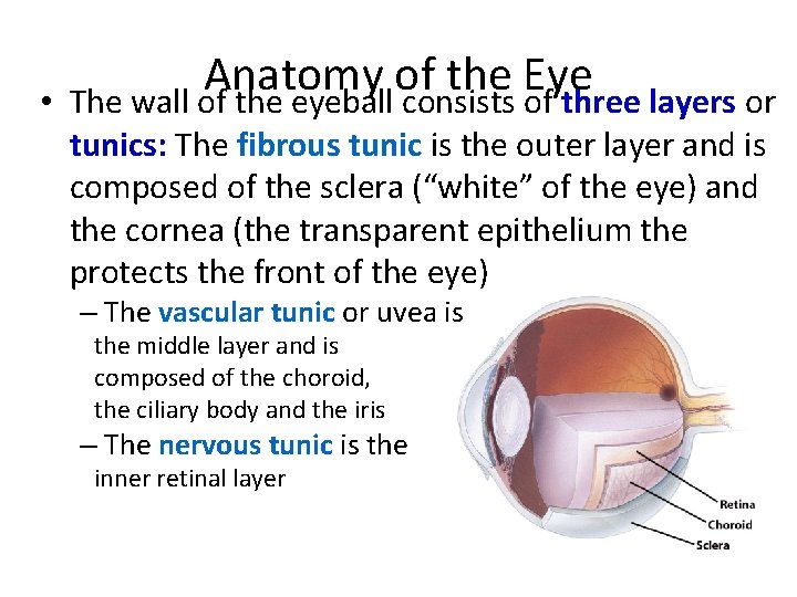  • Anatomy of the Eye The wall of the eyeball consists of three