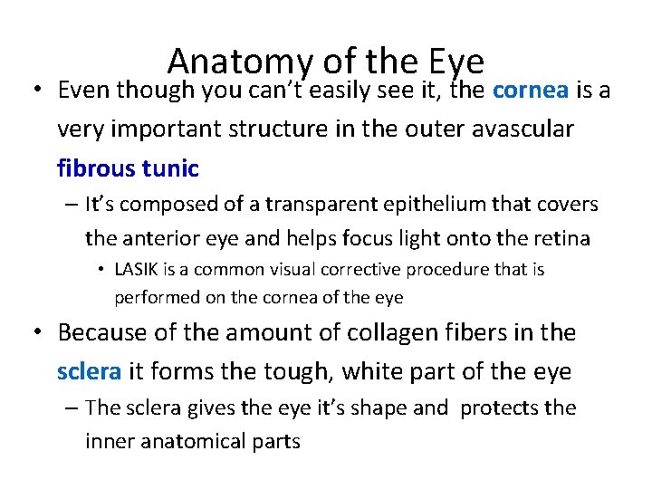 Anatomy of the Eye • Even though you can’t easily see it, the cornea