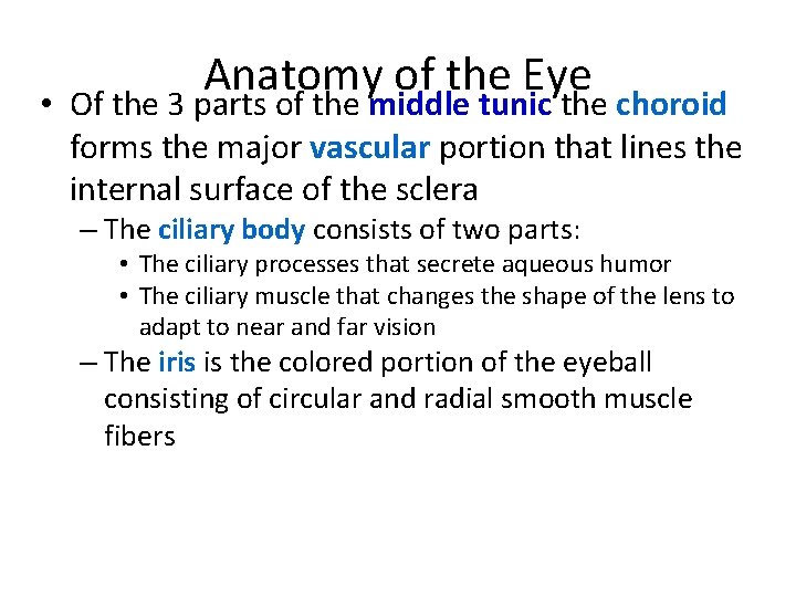 Anatomy of the Eye • Of the 3 parts of the middle tunic the