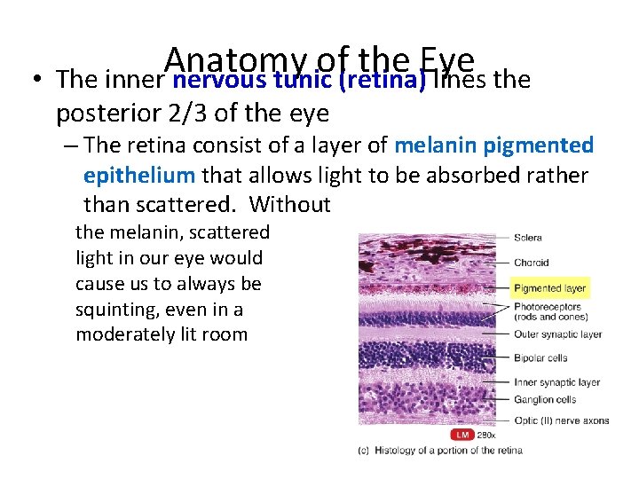  • Anatomy of the Eye The inner nervous tunic (retina) lines the posterior