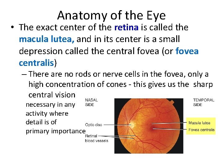 Anatomy of the Eye • The exact center of the retina is called the