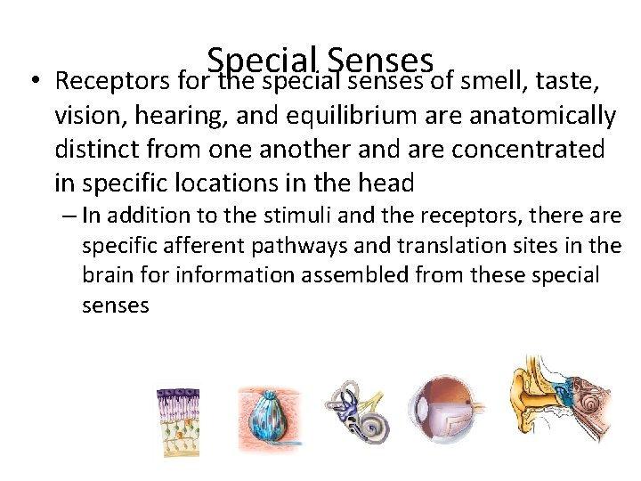  • Special Senses Receptors for the special senses of smell, taste, vision, hearing,