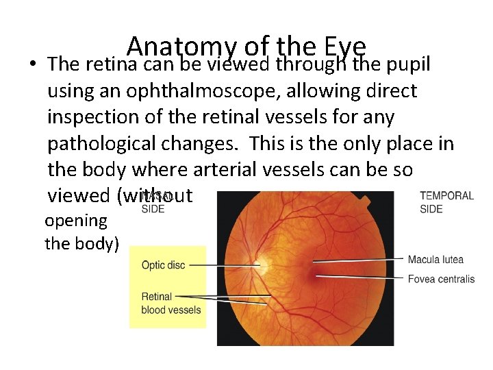 Anatomy of the Eye • The retina can be viewed through the pupil using