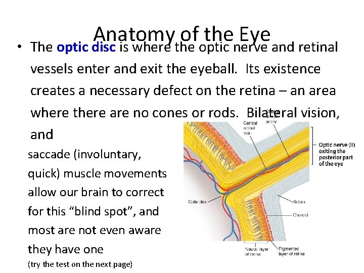  • Anatomy of the Eye The optic disc is where the optic nerve