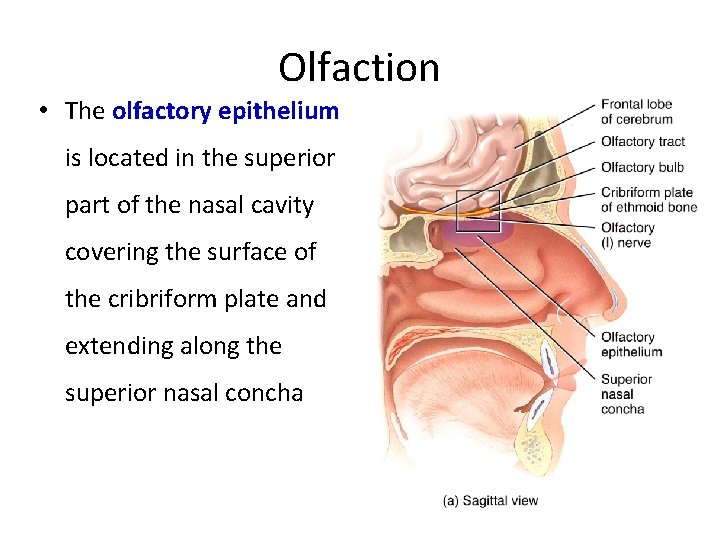 Olfaction • The olfactory epithelium is located in the superior part of the nasal