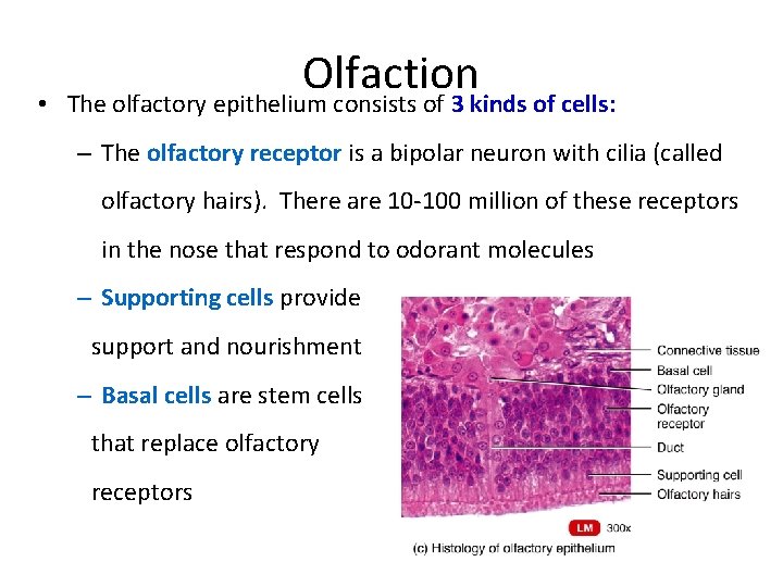  • Olfaction The olfactory epithelium consists of 3 kinds of cells: – The