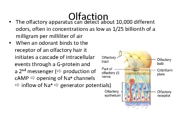  • Olfaction The olfactory apparatus can detect about 10, 000 different odors, often