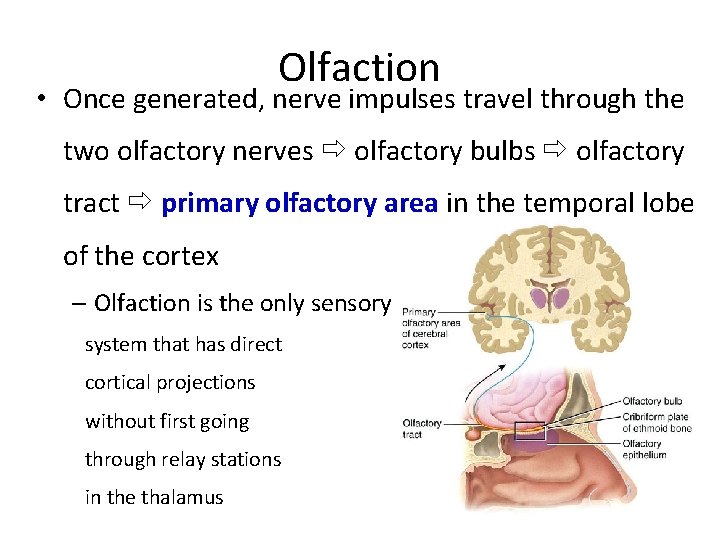 Olfaction • Once generated, nerve impulses travel through the two olfactory nerves olfactory bulbs