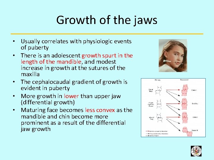 Growth of the jaws • Usually correlates with physiologic events of puberty • There
