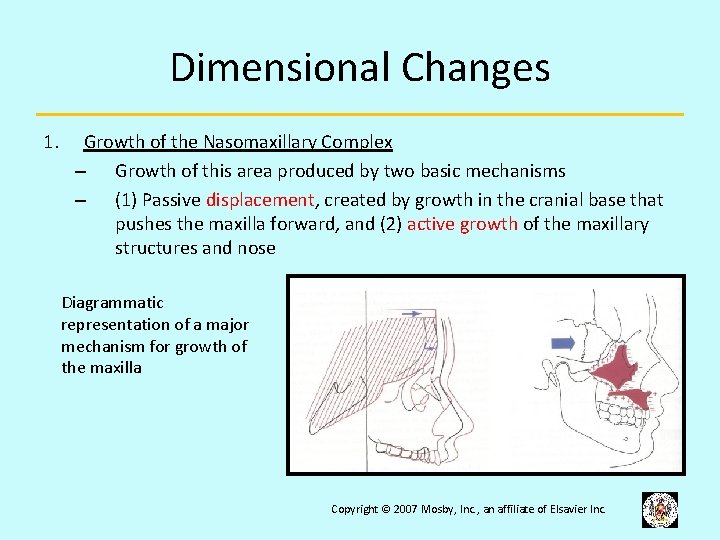 Dimensional Changes 1. Growth of the Nasomaxillary Complex – Growth of this area produced