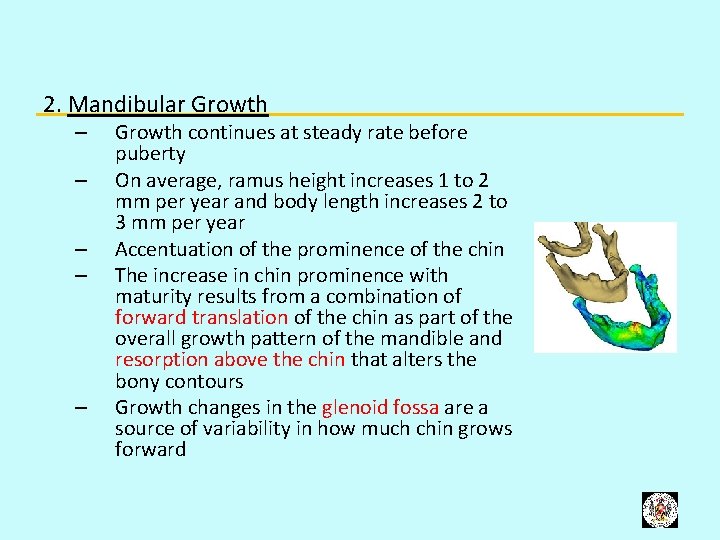 2. Mandibular Growth – – – Growth continues at steady rate before puberty On