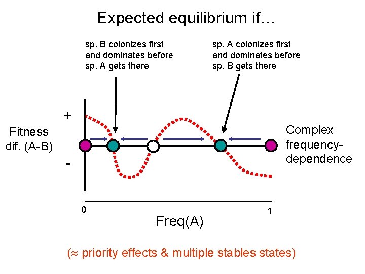 Expected equilibrium if… sp. B colonizes first and dominates before sp. A gets there Expected equilibrium if… sp. B colonizes first and dominates before sp. A gets there