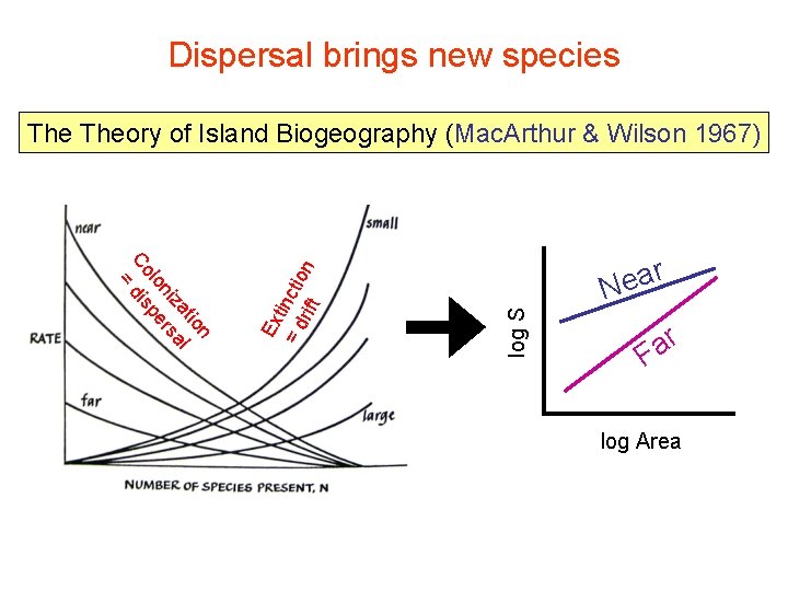 Dispersal brings new species r a e N log S n tio l za Dispersal brings new species r a e N log S n tio l za