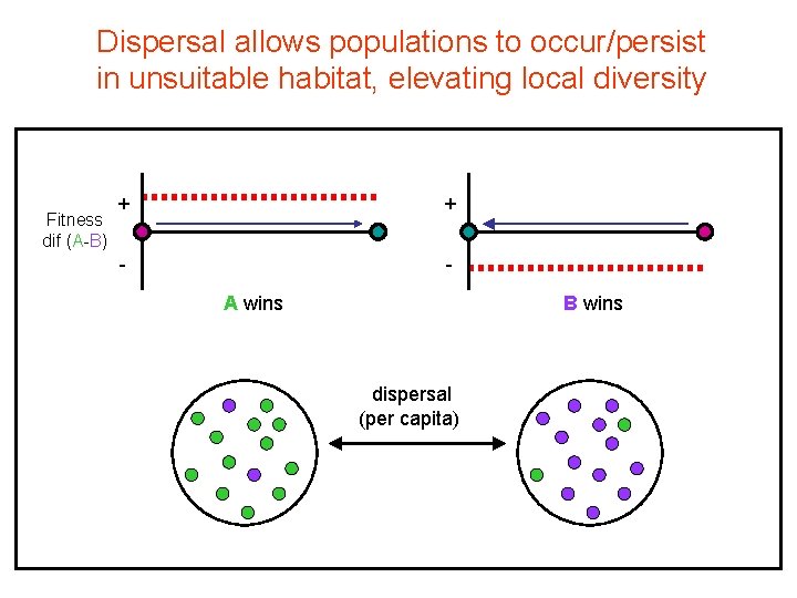 Dispersal allows populations to occur/persist in unsuitable habitat, elevating local diversity Fitness dif (A-B) Dispersal allows populations to occur/persist in unsuitable habitat, elevating local diversity Fitness dif (A-B)