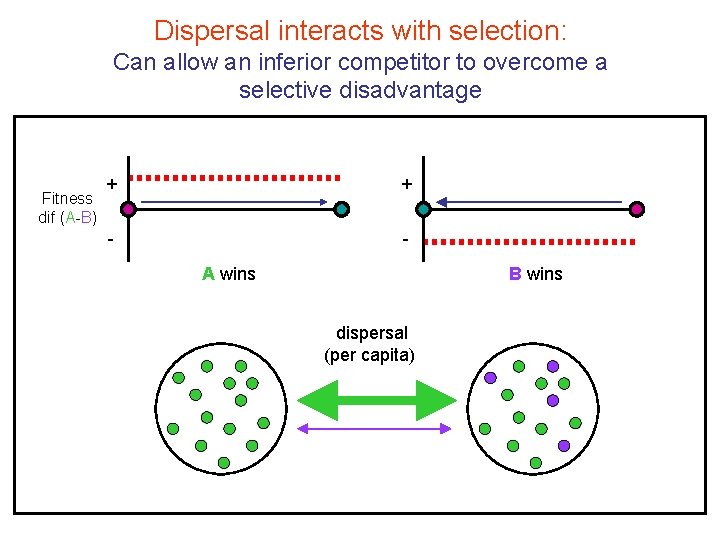 Dispersal interacts with selection: Can allow an inferior competitor to overcome a selective disadvantage Dispersal interacts with selection: Can allow an inferior competitor to overcome a selective disadvantage