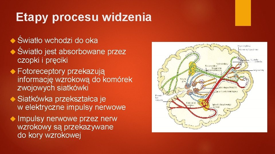 Etapy procesu widzenia Światło wchodzi do oka Światło jest absorbowane przez czopki i pręciki