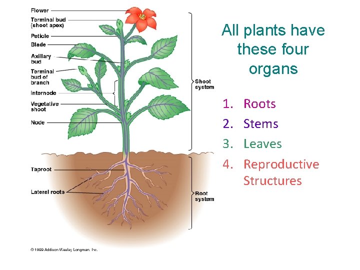 All plants have these four organs 1. 2. 3. 4. Roots Stems Leaves Reproductive All plants have these four organs 1. 2. 3. 4. Roots Stems Leaves Reproductive