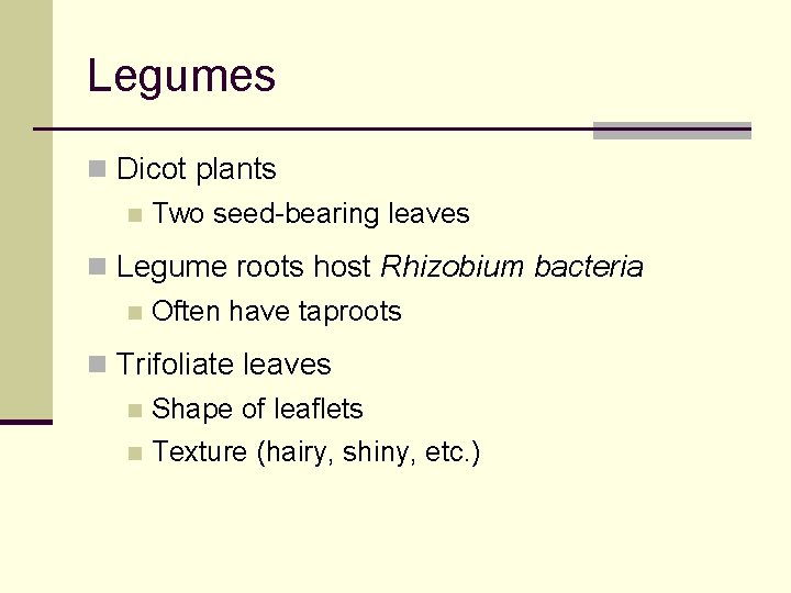 Legumes n Dicot plants n Two seed-bearing leaves n Legume roots host Rhizobium bacteria