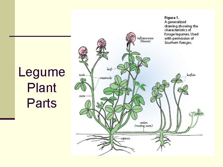 Legume Plant Parts 