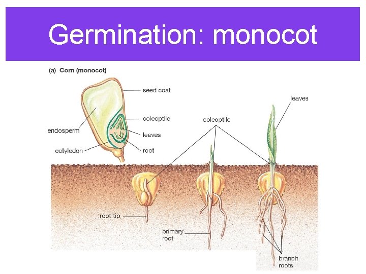 Germination: monocot 